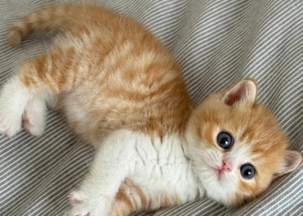 聚宝盆配资 猫咪蹭你超治愈，家里却变毛毯，你还敢养吗？