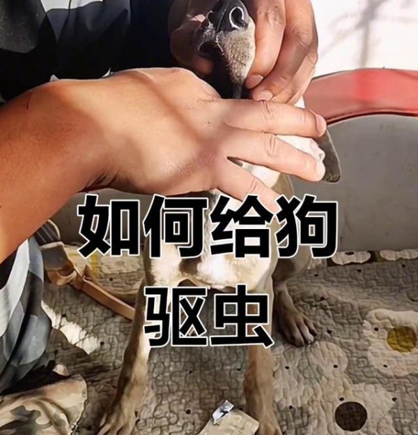 中承配资 小狗抓挠毛掉光，跳蚤吸血藏危机，3招护它健康跑